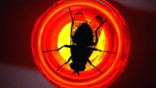 Breaking Bad S3E10 - Fly