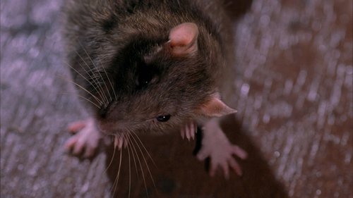 House S2E7 - Hunting