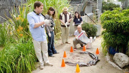 Dexter S6E4 - A Horse of a Different Color